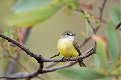 Lemon-bellied Flycatcher